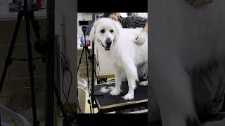 Great Pyrenees Comb Out #dog #grooming #greatpyrenees #pyrenees