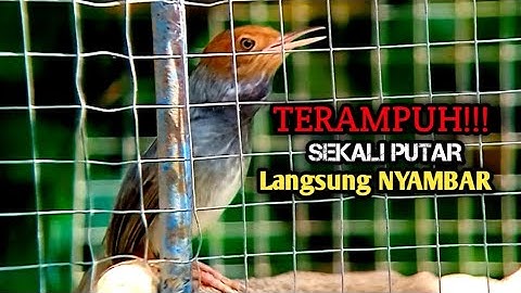 TERAMPUH!!! Pikat PRENJAK KEPALA MERAH suara terbaik, paling jago bikin prenjak gacor