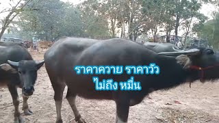 ราคาควาย ราคาวัววันนี้(18 ม.ค.2568) ตลาดนัดโค กระบือ อ.โซ่พิสัย จ.บึงกาฬ