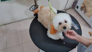 The Right Way to Brush a Poodle After Bath - Poodle care screenshot 4