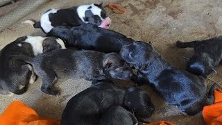 My dog ​​really has a lot of babies.😱