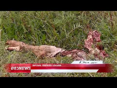 სურამს მგლები შეესია - მოსახლეობა დახმარებას ითხოვს 13.07.2020