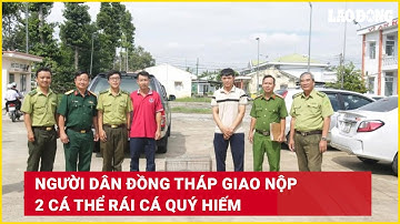 Người dân Đồng Tháp giao nộp 2 cá thể rái cá quý hiếm | Báo Lao Động