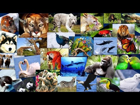 Video: Qaysi Hayvonlar Ko'proq