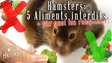 Quel aliment peut tuer un hamster ?