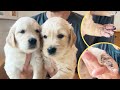 Finally Naming My Rescue Golden Retriever Puppies &amp; Health Update!