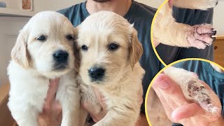 Finally Naming My Rescue Golden Retriever Puppies & Health Update!