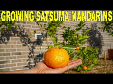 Видео: Сацума дэлхий дээр хаана ургадаг вэ?