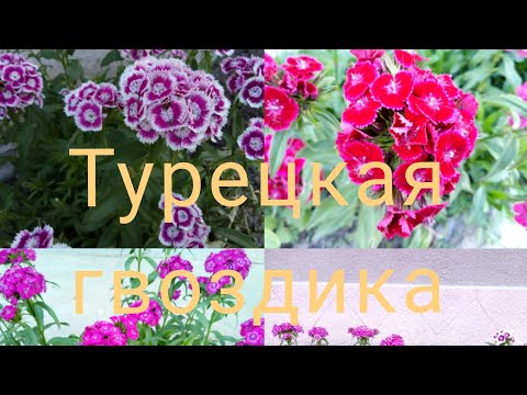 Турецкая гвоздика.Посев.Уход.Цветение.