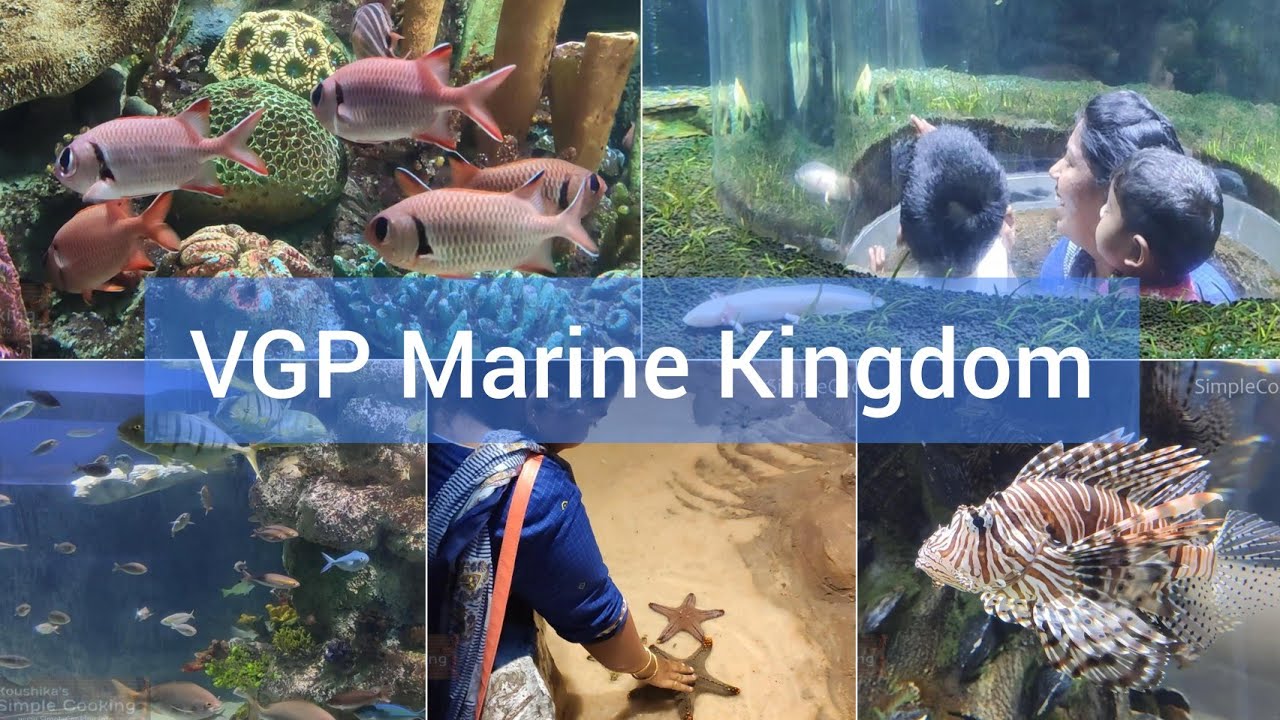 VGP Marine Kingdom Tunnel Aquarium YouTube