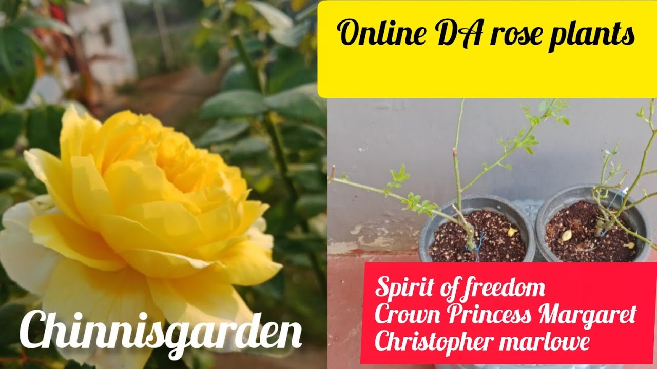 Распаковка розовых кустов из онлайн-питомника Push Panjalli Pranabir в горшках из кокосового субс...