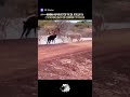 Козёл отпущения  #mem #tiktok #humor #joke #story #funny #music #wildlife #lion #goat