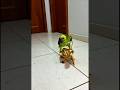#parrot#cyling#short feed#viral video#