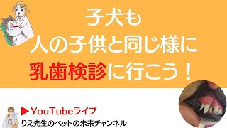 子犬必見！子犬も人の子供と同じ様に乳歯検診を！