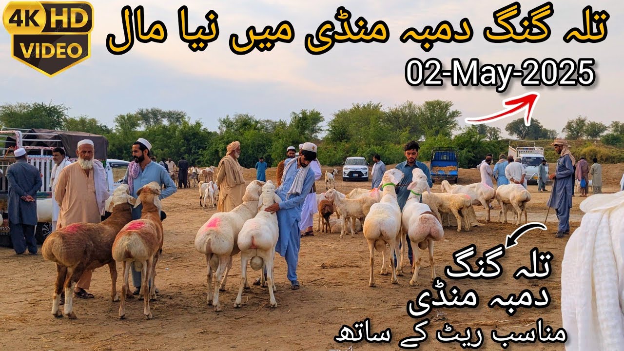 Dumba Mandi Talagang | Latest Update 02-May-2025 #viralvideo #sheep #mandi #mashallah #talagang