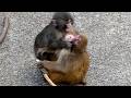 Punch & friend over a stick—The ending was too UNFAIR.