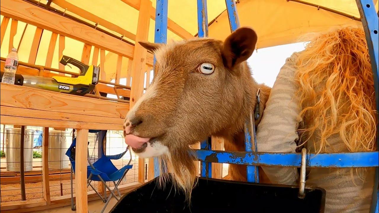 The Silly Does Of Blue Cactus Dairy Goats YouTube