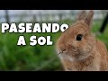 Paseando a SOL ☔ | Sol Rabbit