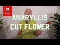 Tips and tricks Amaryllis (Cut Flower)