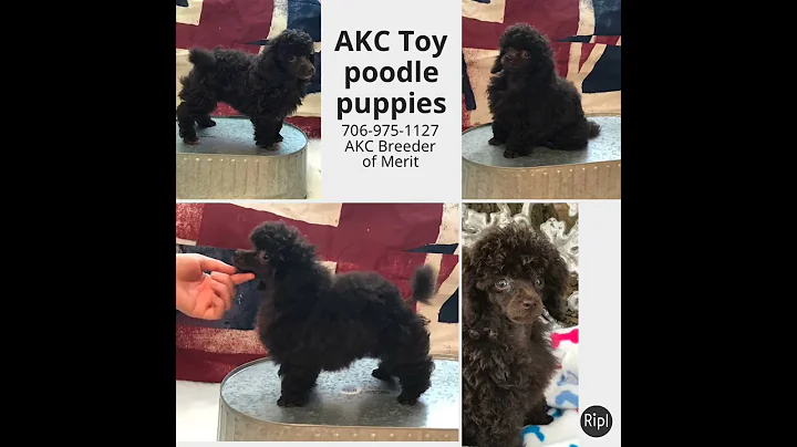 AKC Toy poodle puppies