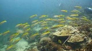 Ron & Marlynne Diving Phi Phi Islands