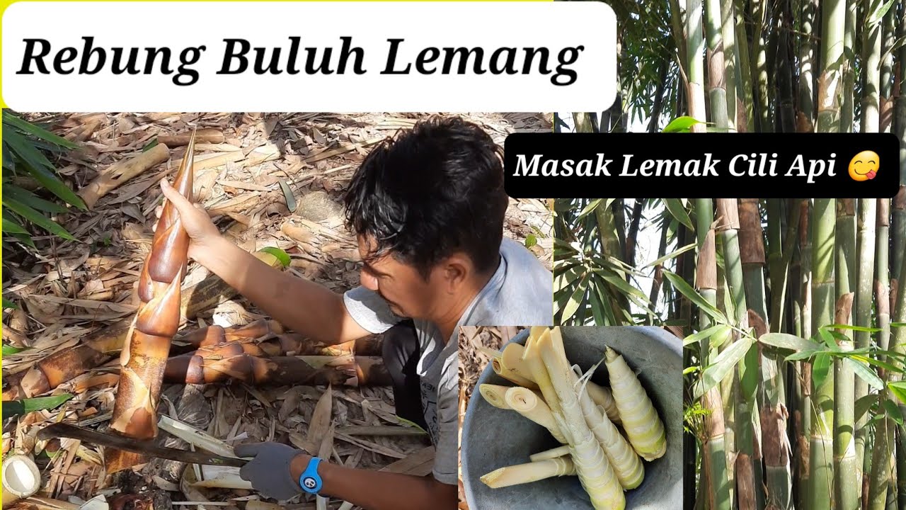 OH! MACAM NI KUPAS REBUNG 