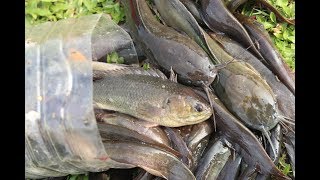 Bottle fishing | Boy catching catfish using bottle fish trap