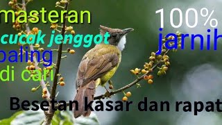 cucak jenggot gacor besetan kasar dan speed rapat cocok untuk isian murai batu cucak ijo dan kacer