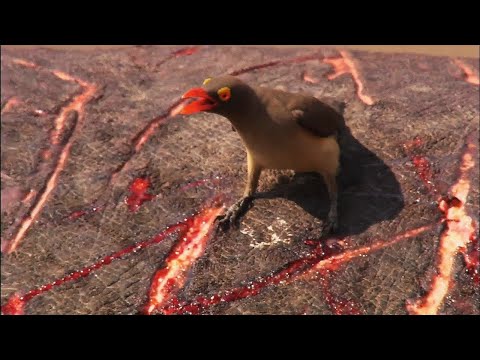 Vídeo: Os Vampiros No Brasil Mudaram Do Sangue Dos Pássaros Para O Sangue Das Pessoas - Visão Alternativa