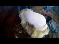 Tosquiar ovelhas [GoPro]