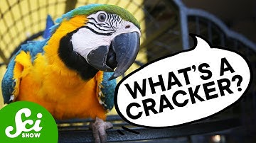 What Do Parrots Think They’re Saying?