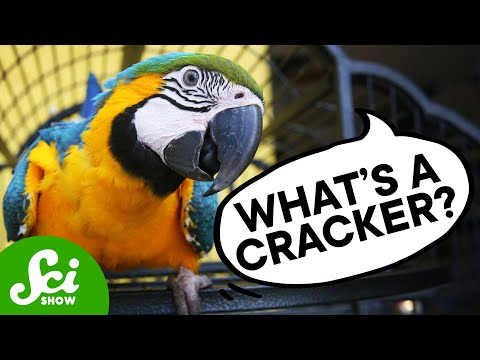 Video: Wat betekent papegaaien?