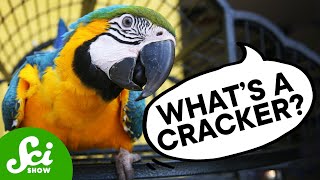 What Do Parrots Think They’re Saying?