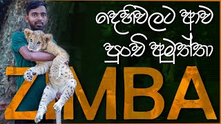 දෙහිවල ආව පුංචි අමුත්තා | Zimba - The Lion Cub