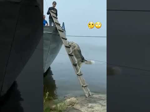 200 IQ Husky climbs ladder To Board Boat