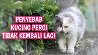 THE CAT WON'T COME HOME || HERE ARE 5 REASONS WHY CATS LEAVE THE HOUSE