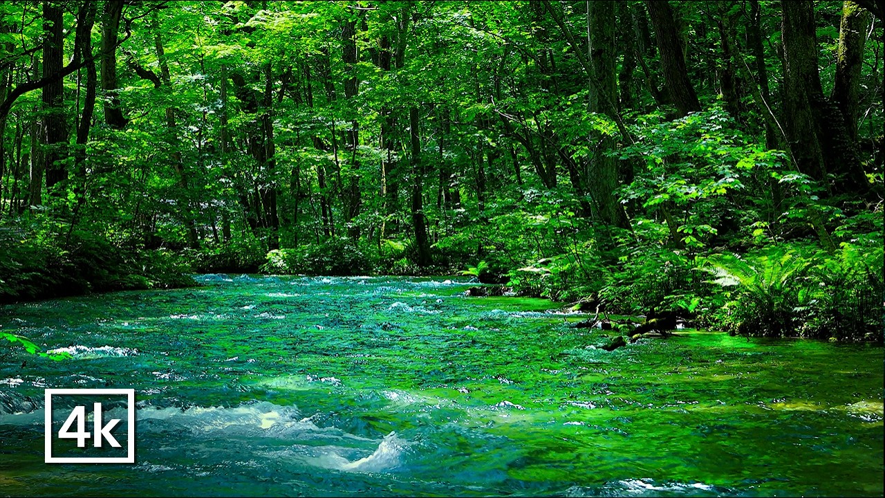 Gentle Forest Stream Sounds | Sleep • Relax • Focus | 10 Hours