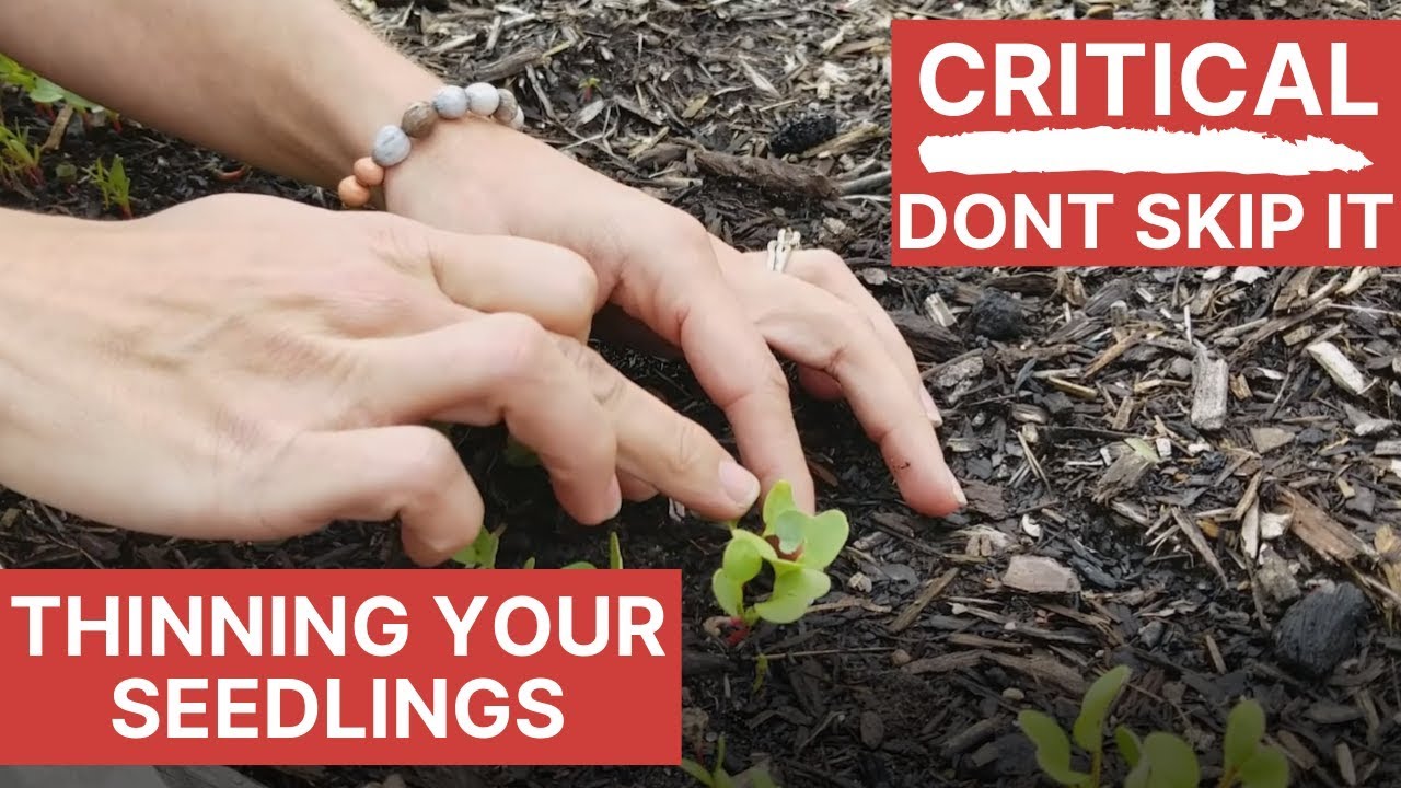 Plant Spacing and Thinning Seeds | Raised Bed Gardening Tips Florida