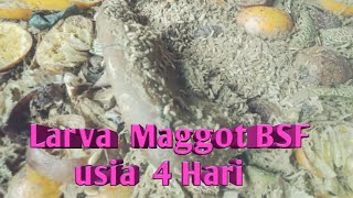 Download lagu Perawatan dan Pemberian Makan Maggot Usia 4 Hari
