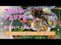 「プリムラジュリアン」の育て方 花を咲かせる 枯らさない技+裏アイテム？ご紹介 (Primula juliana)