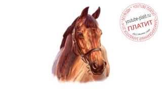 Как пошагово нарисовать лошадь(как нарисовать лошадь, как нарисовать лошадь поэтапно, как нарисовать карандашом лошадь, как нарисовать..., 2014-08-07T06:11:07.000Z)