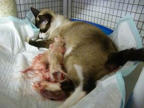 Narla Snowshoe giving Birth to kittens- Her first time ...