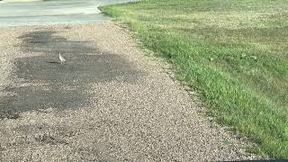 Bob White Quail Chicks Running Across The Driveway.