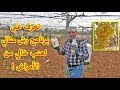 تعرف على برنامج رش مثالي لعنب خالي من الأمراض ! Spraying Grape Vines