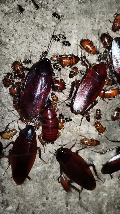 Afraid of cockroaches 😭 #shorts #youtubeshorts #funny