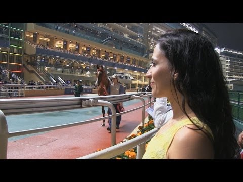 Horse Racing at the Hong Kong Jockey Club Happy Valley