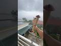 GI&Oacute; B&Atilde;O SI&Ecirc;U TO KHIẾN S&Aacute;O CŨNG K&Ecirc;U #thadieusao #kite
