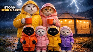 Şi̇ddetli̇ Yağmurda Şi̇şme Çadir Kampi Kedi Ailesiyle 1 Gece