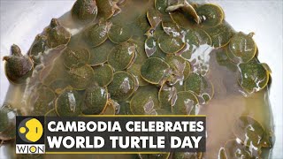 Cambodia celebrates world turtle day: Hundreds of endangered turtles released into the Mekong | WION screenshot 5