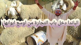 الباندا واخير تاجر لحوم شاهد سومة اللحم راح يصدمك المبلغ😱حامي على روحك